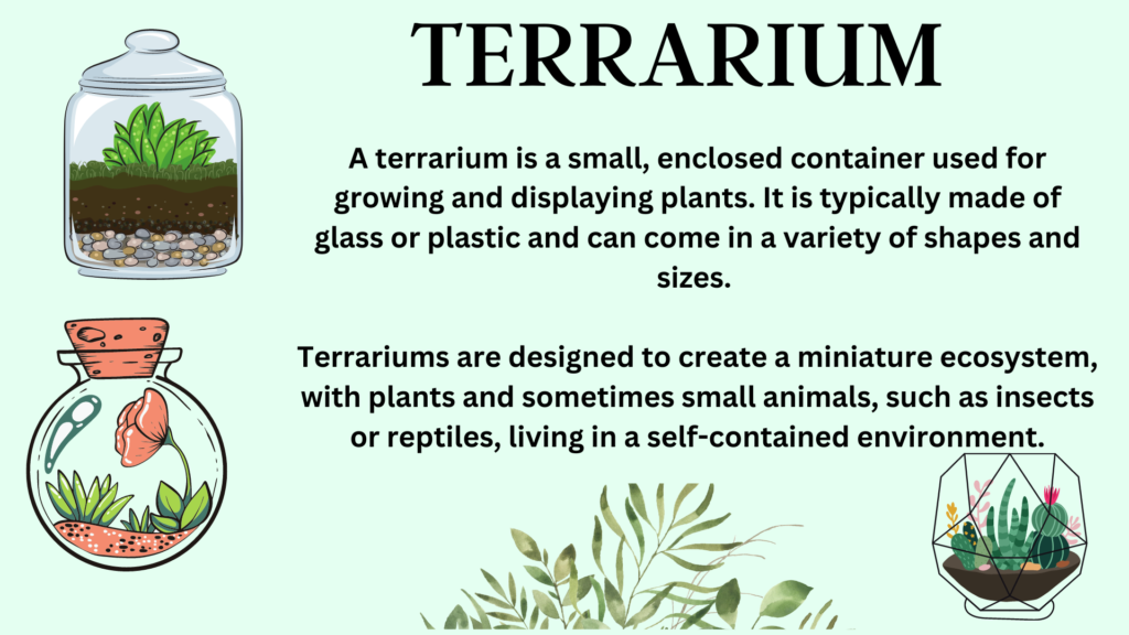terrarium 